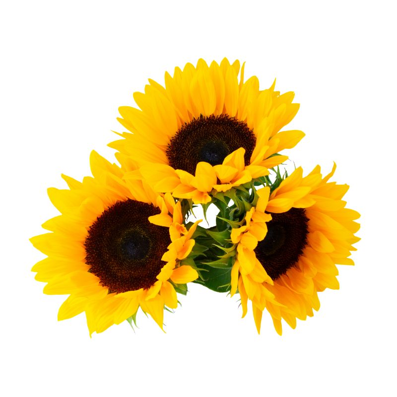 Girasoles