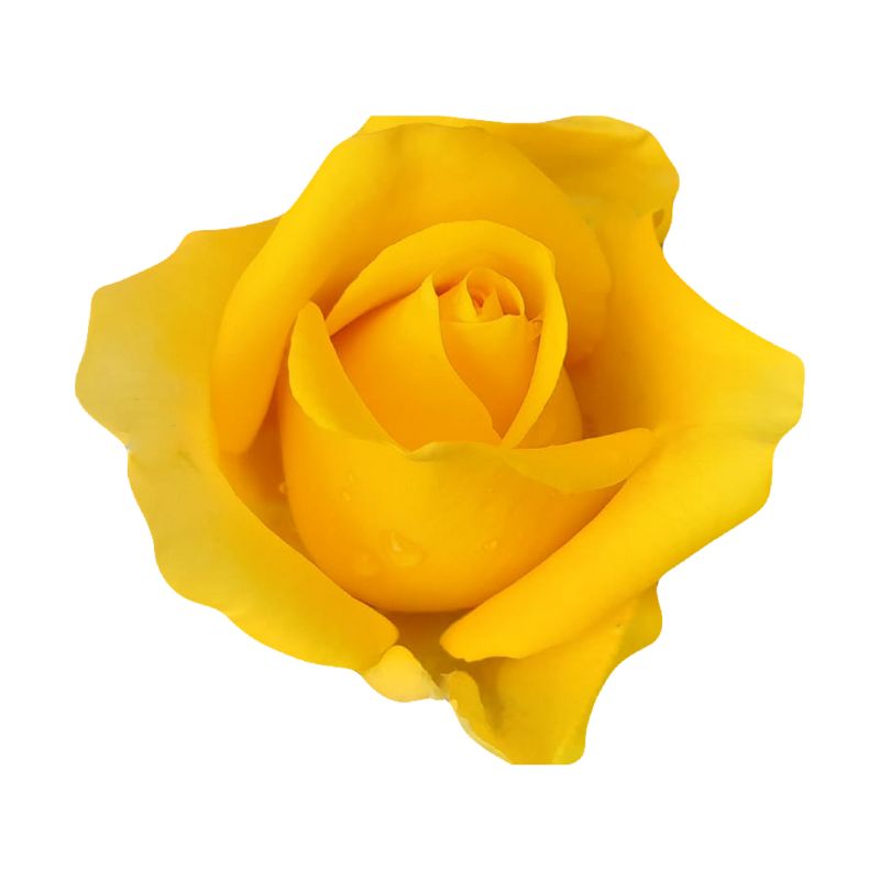Rosas amarillas