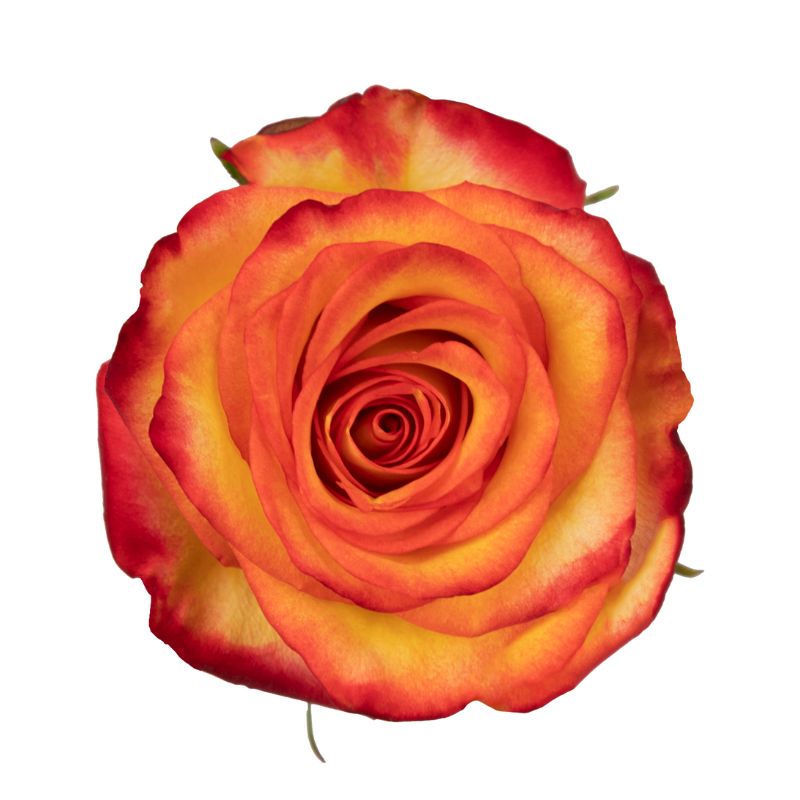 Rosas Anaranjadas