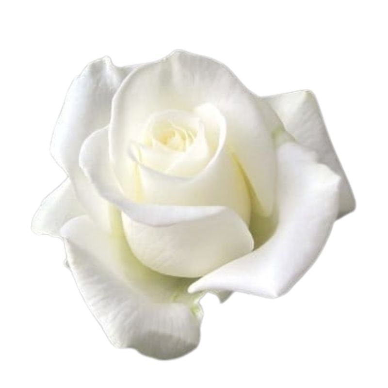 Rosas Blancas