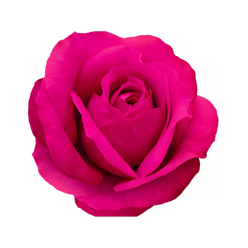 Rosas Fucsias