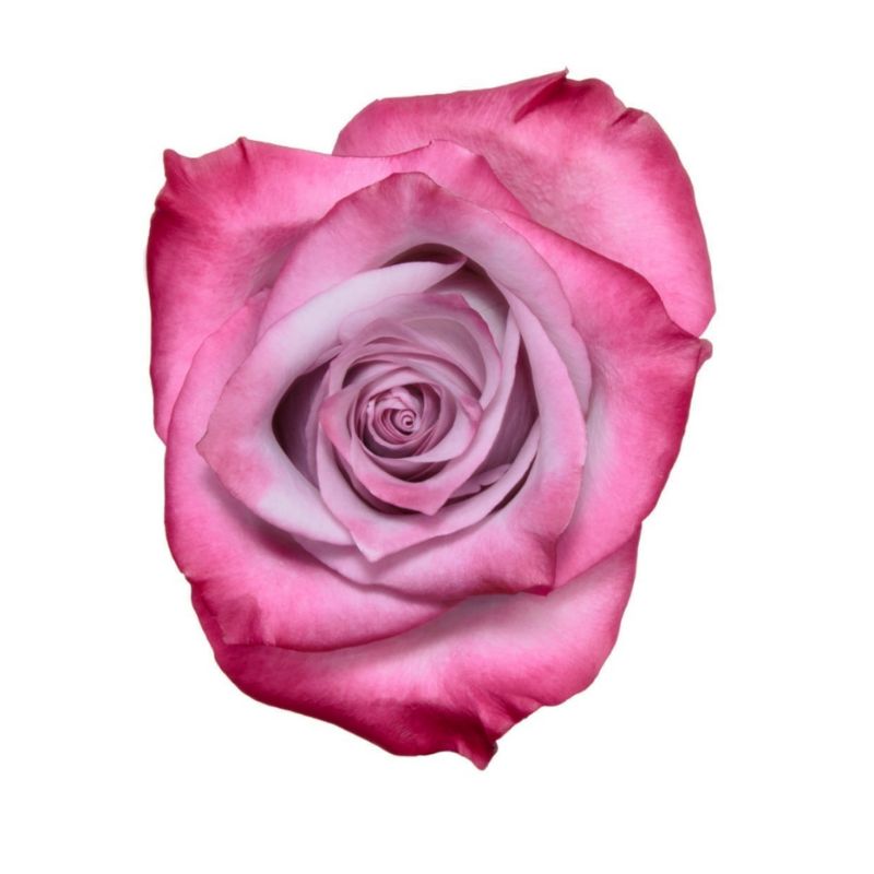 Rosas Violetas