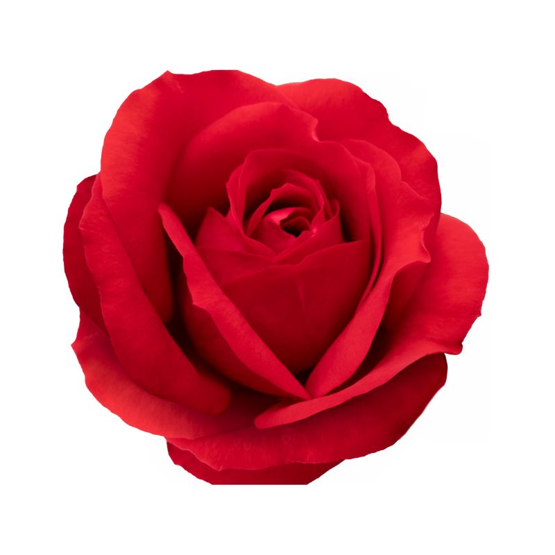 Rosas Rojas